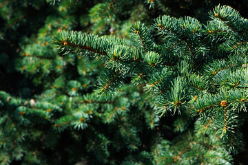 Abstract background from fir branches. Selective focus.