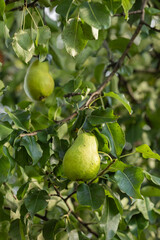 Ripe green pear growing on a tree branch surrounded by lush green leaves in a natural orchard on a sunny day. Concept of organic fruit farming, healthy food, and seasonal harvest