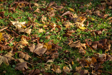  Autumn background of fallen leaves on green grass. High quality photo