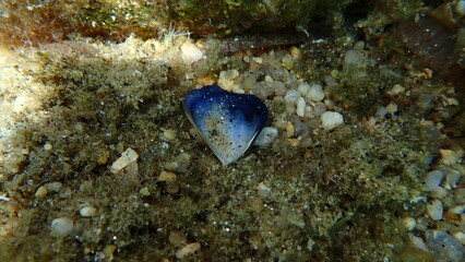 Seashell of bivalve mollusc Blue mussel or Common mussel (Mytilus edulis) undersea, Aegean Sea, Greece, Halkidiki, Kakoudia beach