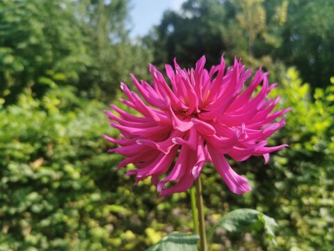 pinkfarbene Dahlie vor gr&uuml;n