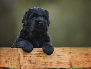 black puppy russian black terrier newfoundland sits in autumn sits in wooden box