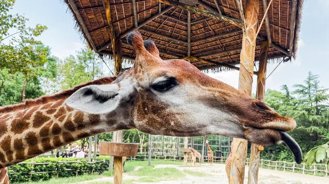 Close-up of giraffe eating leaves