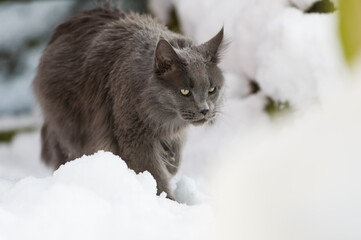 Maine Coon Kater im Schnee