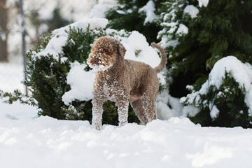 Lagotto Romagnolo im Schnee