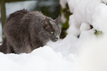 Maine Coon Kater im Schnee