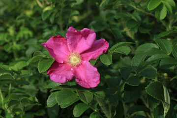 Pink wild rose growing in Rogaland, Norway.