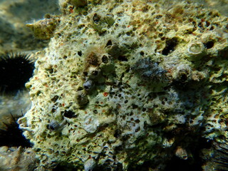 Orange-red boring sponge (Cliona carteri) undersea, Aegean Sea, Greece, Halkidiki, Kakoudia beach
