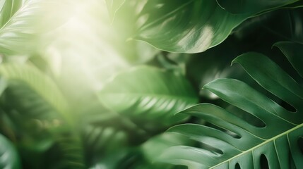 Tropical leaves are gently illuminated by warm sunlight, creating an ethereal, peaceful ambiance with soft sunbeams shining through lush green foliage in a serene setting.