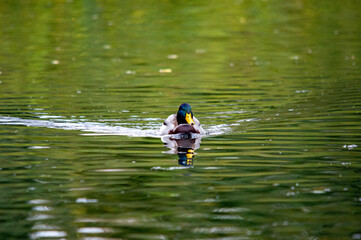 Ente auf dem Wasser