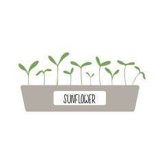 Minimalist illustration of sunflower microgreens in a plastic box. Eco friendly farming concept