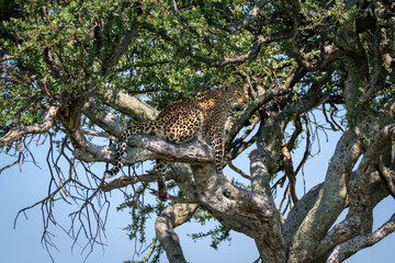 Female leopard sitting on branch dangling leg