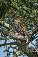 Female leopard sits on branch turning head