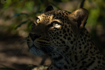 Female leopard lies behind log looking up