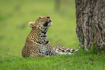Female leopard lies looking up tree trunk