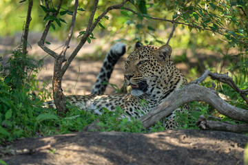 Female leopard lies in shade of bushes