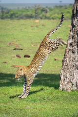 Female leopard jumps from tree in savannah