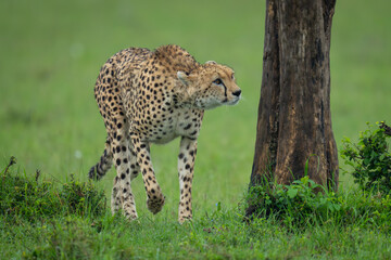 Female cheetah walks past tree looking up © Nick Dale