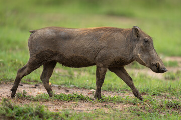 Female common warthog walking over short grass