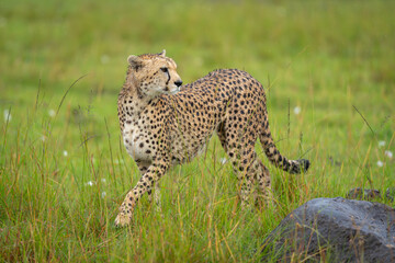 Female cheetah walks past rock turning head