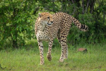 Female cheetah walks to camera lifting forepaw