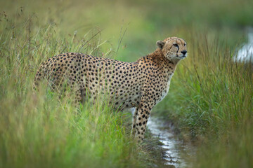 Female cheetah stands over stream in grass