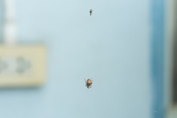 A spider spins a web in a house and waits for its prey in the middle of the web.