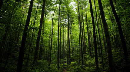 A dense forest filled with the sounds of chirping birds and rustling leaves.