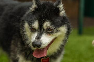 A dog’s eyes are windows to a heart full of unconditional love