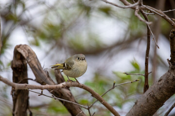 Ruby-Crowned Kinglet 