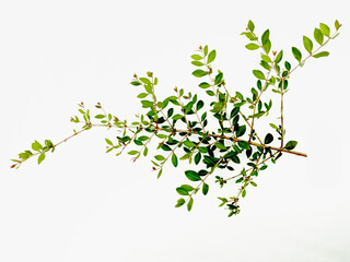 Evergreen Realistic Mehadi brunch and Leaves Isolated on White background