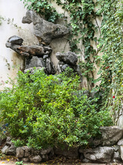 Serene Rock Garden with Lush Greenery and Ivy Wall
