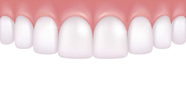 Realistic row of white and straight upper teeth - dentistry medical model on transparent background