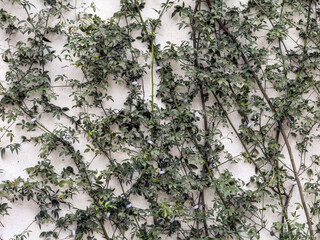 Lush Green Vines Climbing a Textured Wall for Natural Decor Inspiration