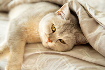 A sad British shorthair silver cat lies under a blanket.