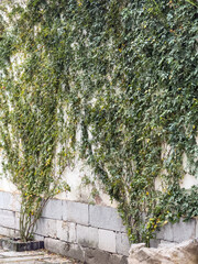 Lush Green Vines Climbing a Weathered Stone Wall