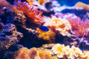 Tropical marine fish on a coral reef.
