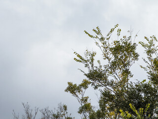 Lush Greenery Against a Moody Sky: A Serene Nature Scene