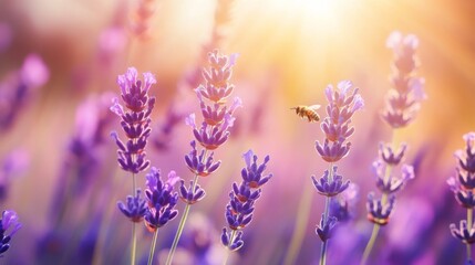 Naklejka premium Honeybee Gathering Nectar from Lavender Flowers in Sunlight