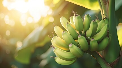 Green bananas on a tree branch. Perfect for illustrating tropical fruits and healthy eating.