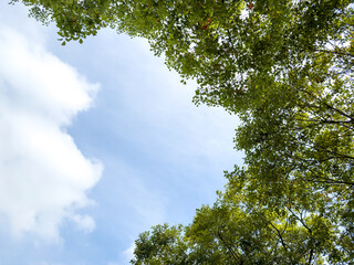 Serenity of Nature: A Canopy of Green and Blue Skies