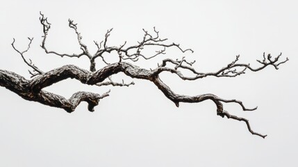 deadwood.thiny branches isolated on white