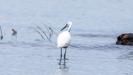 Seidenreiher (Egretta garzetta) auf Nahrungssuche im Wasser