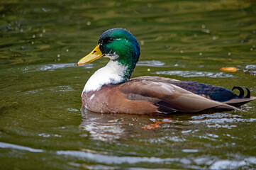 Fototapeta premium Erpel mit schillerndem Gefieder auf dem Wasser