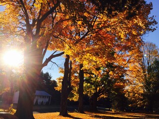 Obraz premium fall foliage 