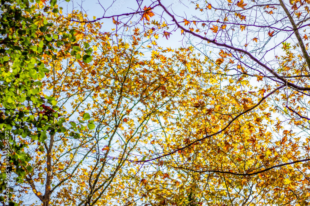 Wall mural autumn leaves in vibrant colors symbolizing change, renewal, and the beauty of nature.