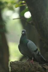 pigeon on the tree