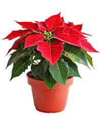 Fototapeta premium red poinsettia in a pot isolated