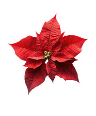 red poinsettia  isolated