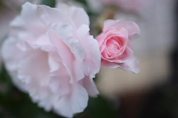 pink rose close up